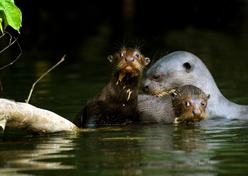 Giant Otter with pups, by Slowmotiongli