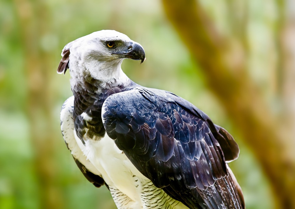 Harpy Eagle, by Marcus VDT