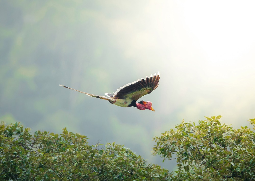 Helmeted Hornbill, by Red Ivory