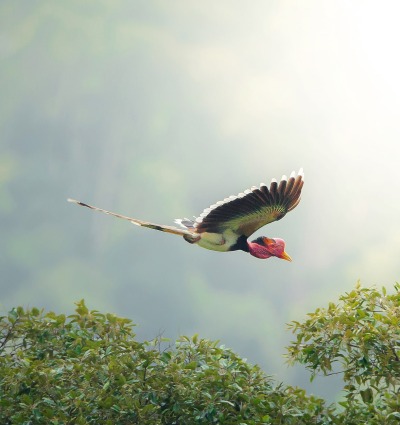 Helmeted Hornbill, by Red Ivory