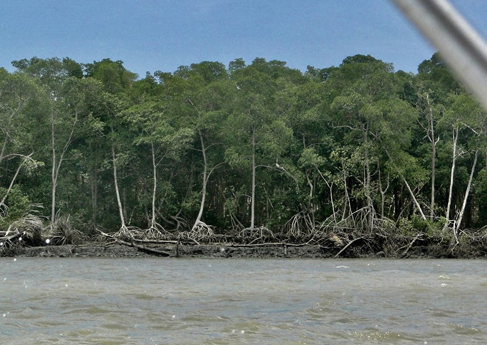 Mangroves in the estuary region, courtesy of RARE Brazil