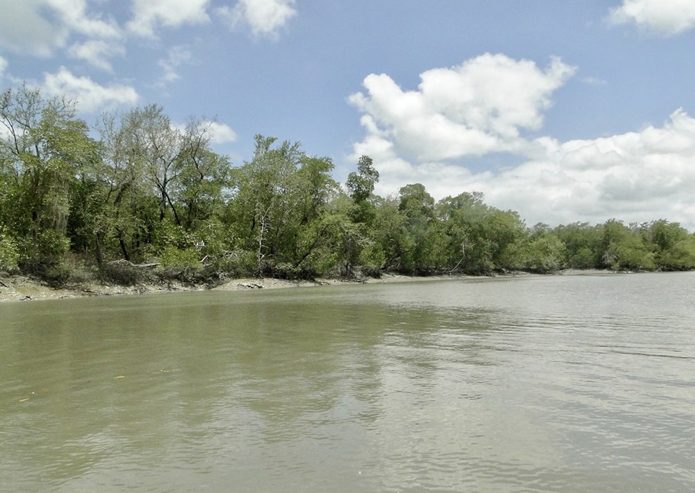 Mangroves in the estuary region, courtesy of RARE Brazil