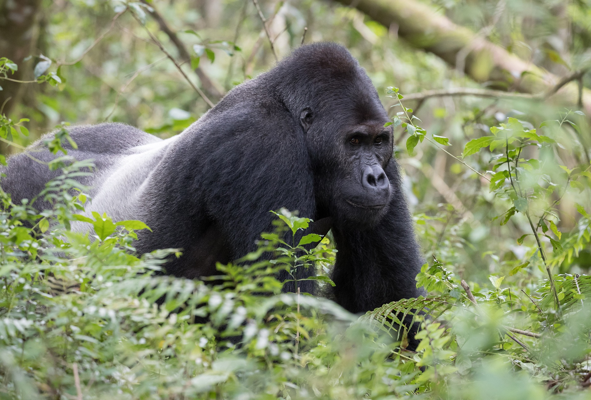Male Silverback Grauer's Gorilla or Eastern Lowland Gorilla, by LM Images