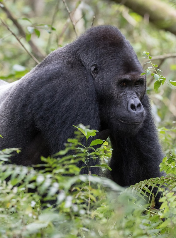 Male Silverback Grauer's Gorilla or Eastern Lowland Gorilla, by LM Images