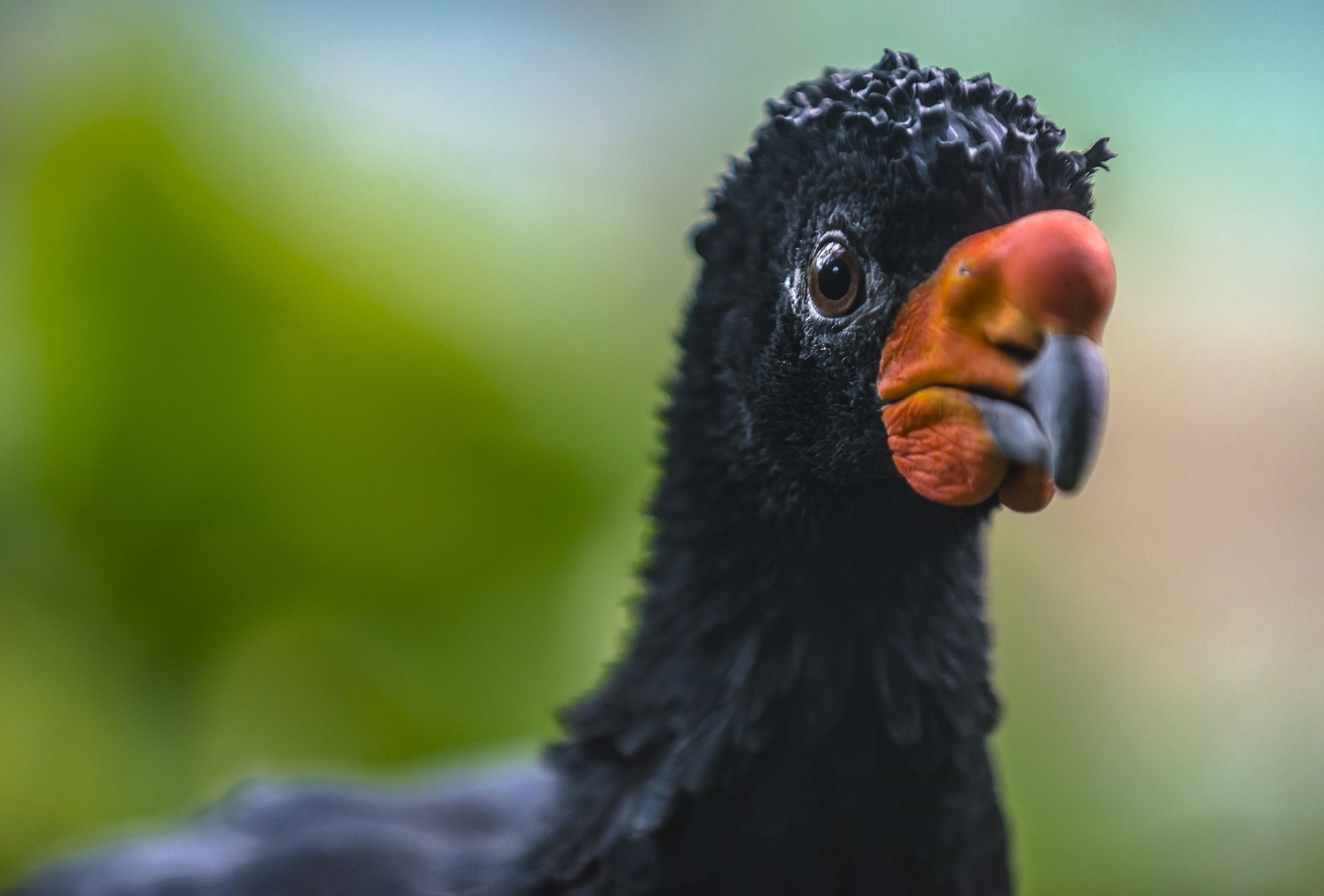 Wattled Curassow, by Kris Wiktor