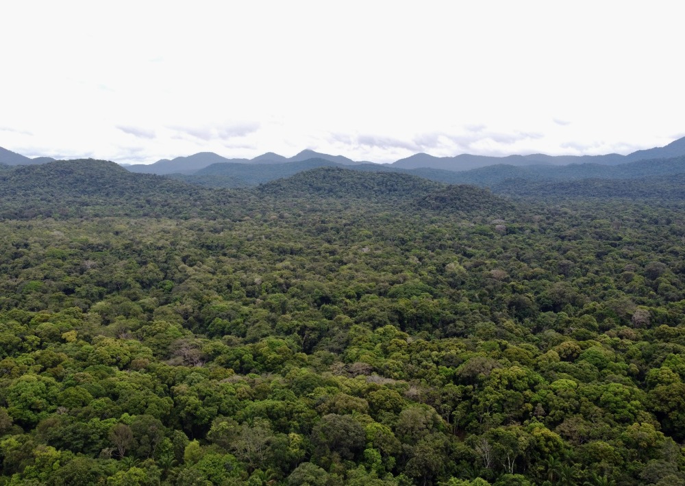 Old growth forest photo courtesy of Conservation International