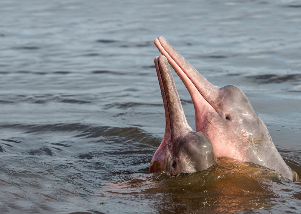 Amazon River Dolphin, by Coulanges