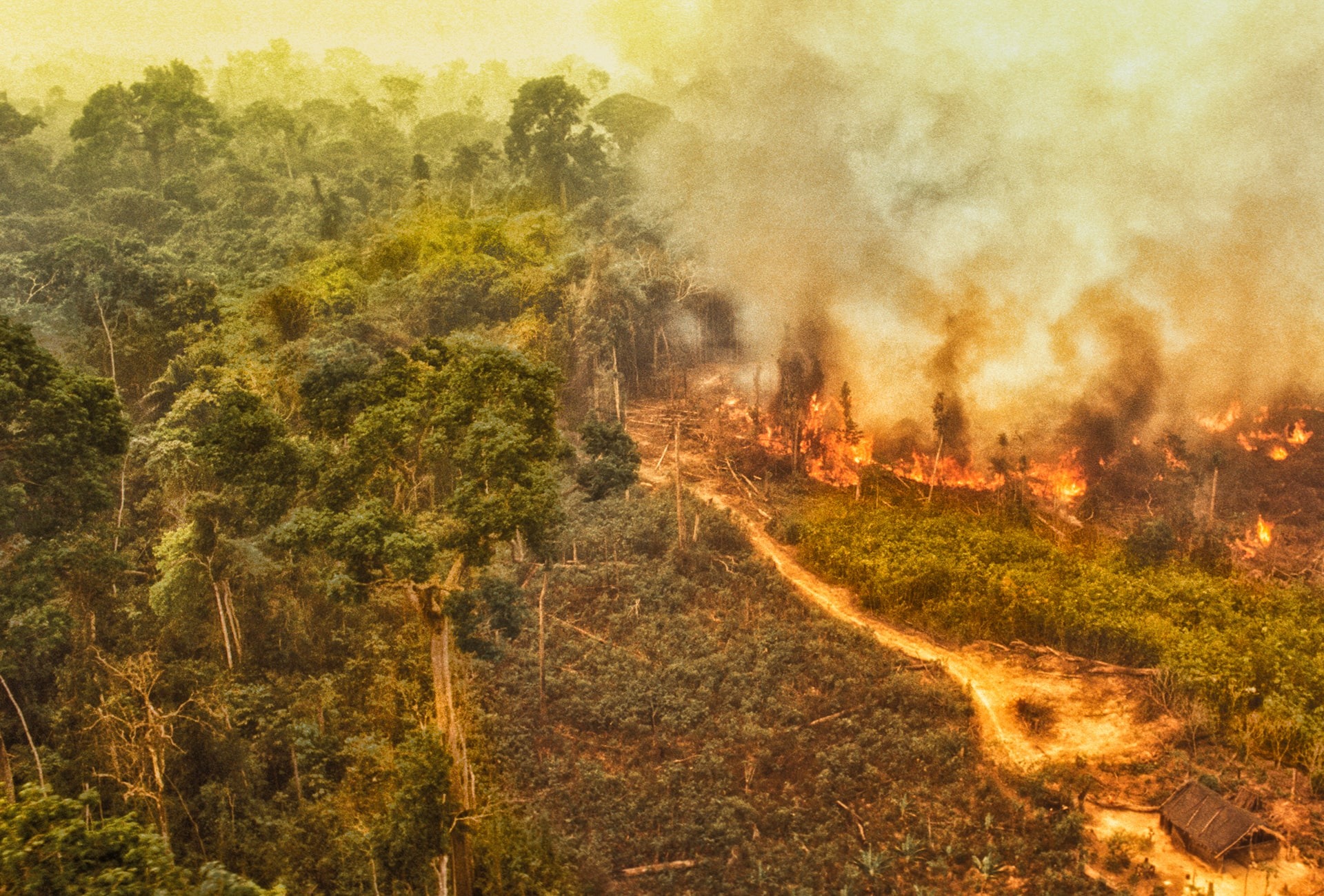 Amazon rainforest deforestation, by Brasil2