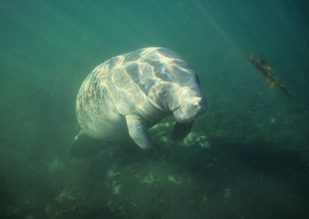 Amazonian Manatee, by Coulanges
