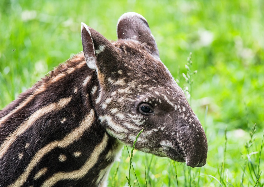 Baby South American Tapir, also called Brazilian Tapir or Lowland Tapir, by Nick Fox