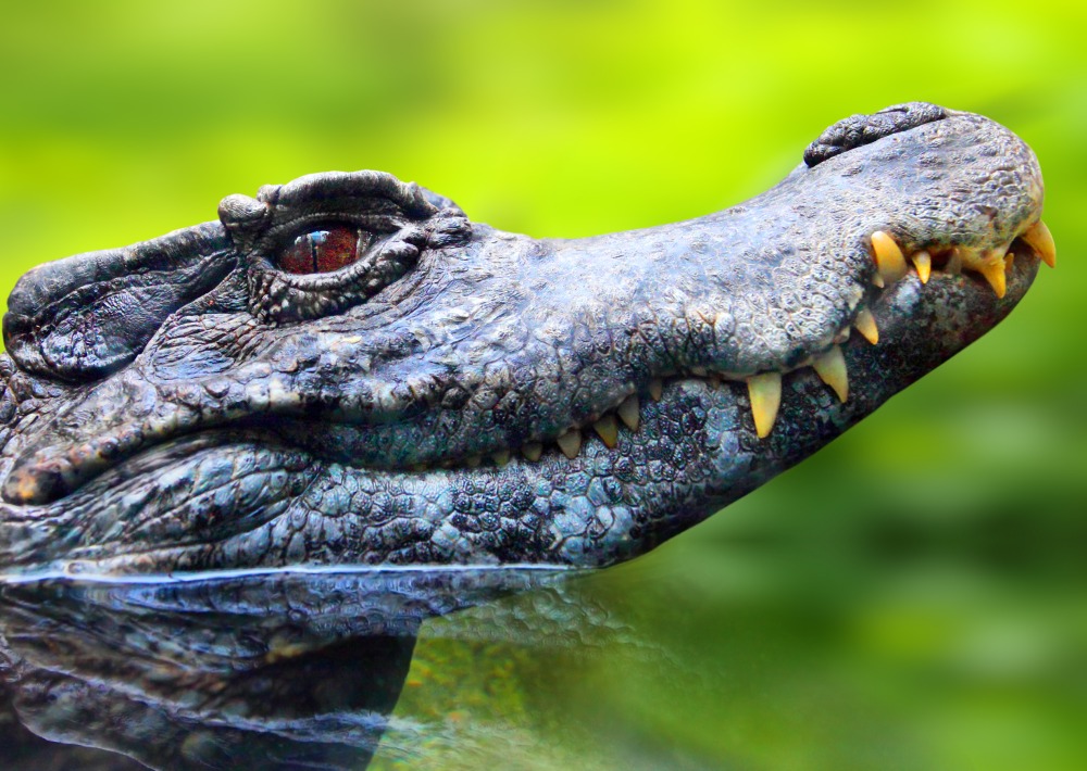 Black Caiman