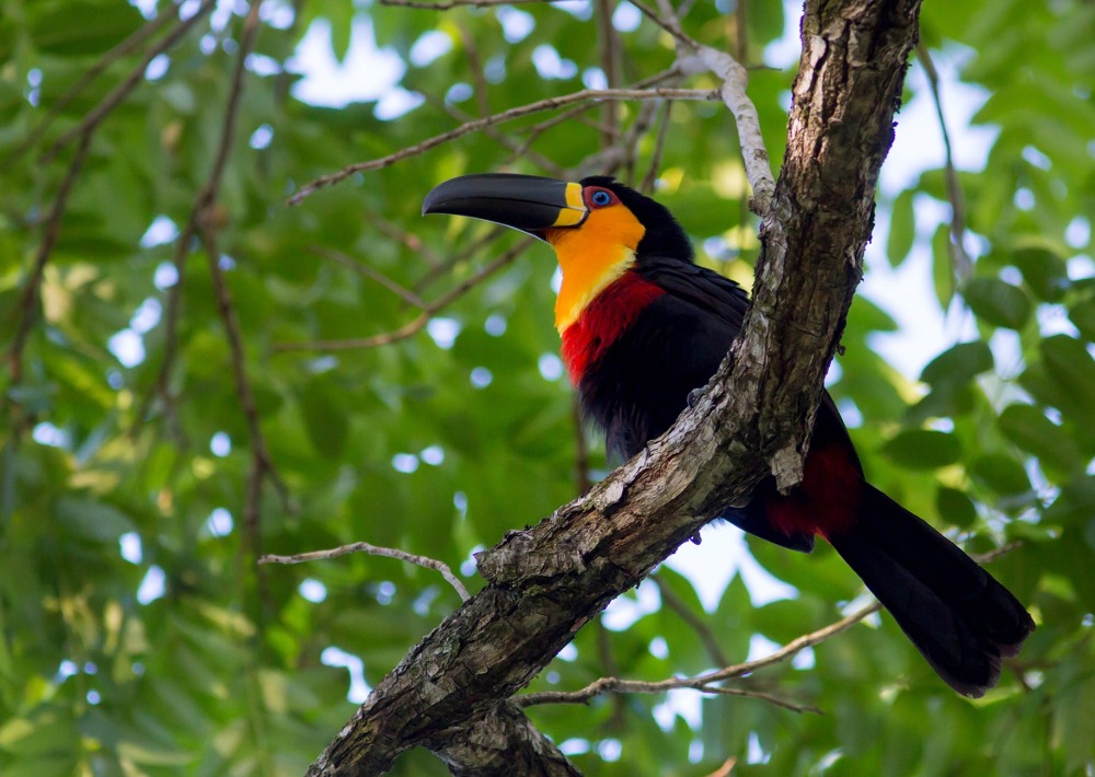 The Ariel Toucan, by Maarten Aeehandelaar