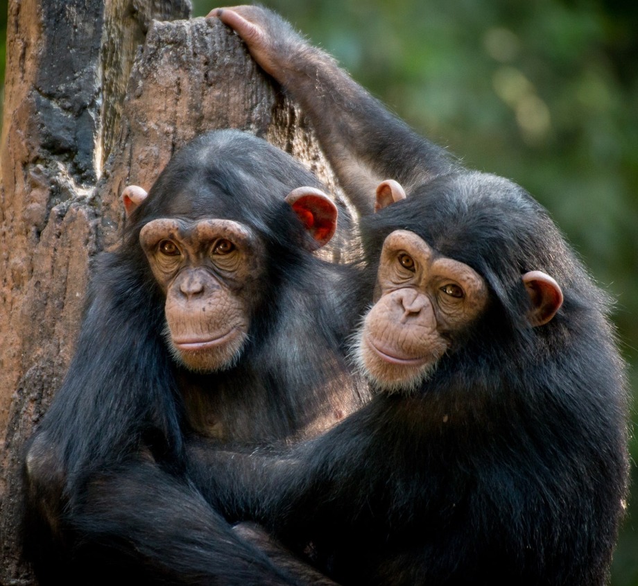 Chimpanzees, by Gerdie Hutomo