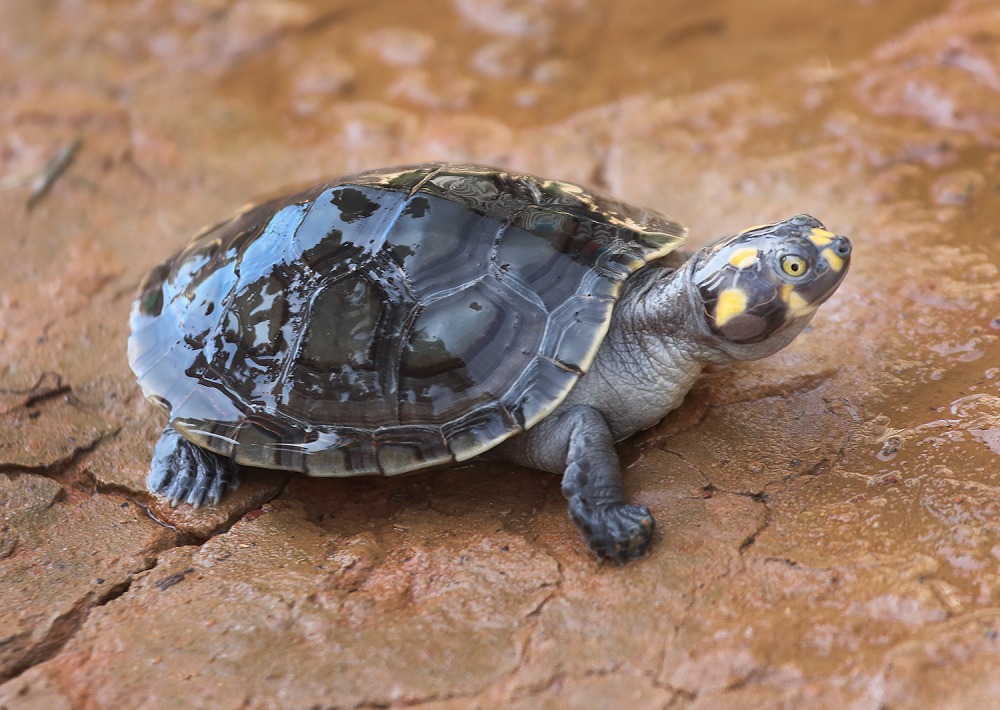 Yellow-spotted River Turtle, by George Jett