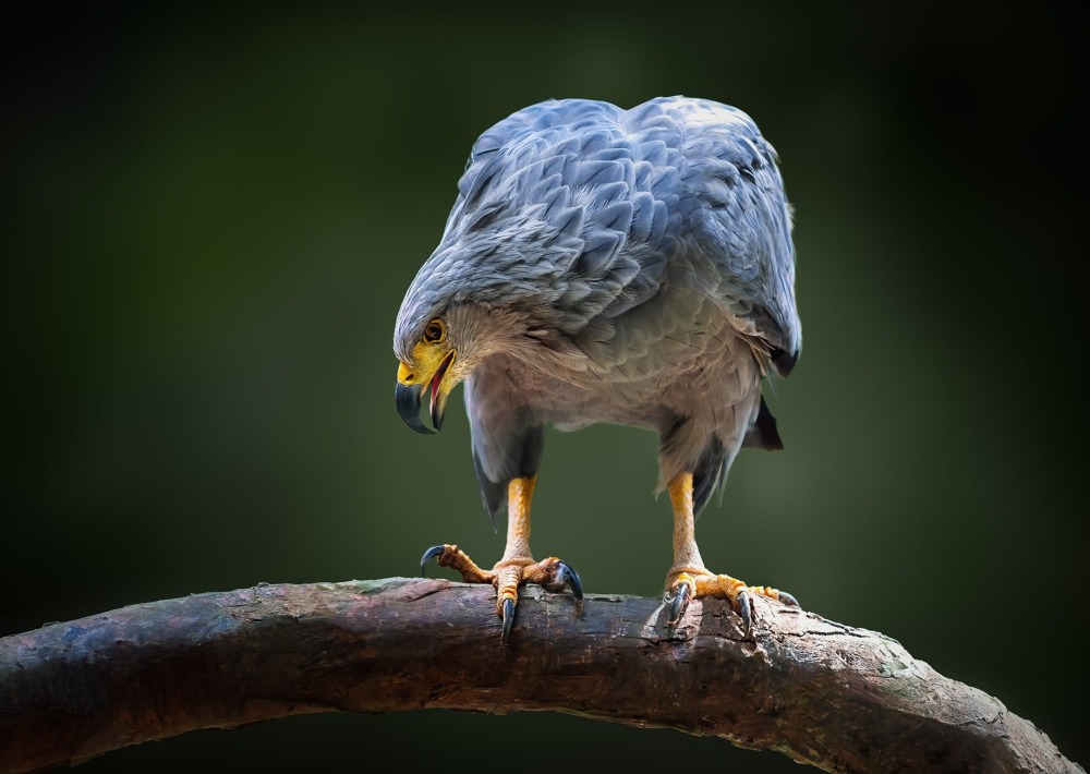 Crowned Solitary Eagle or Chaco Eagle, by Diego Grandi