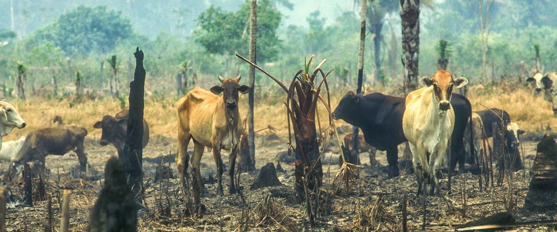 Deforestation in the Amazon Basin of Brazil for cattle ranching, by Brasil2