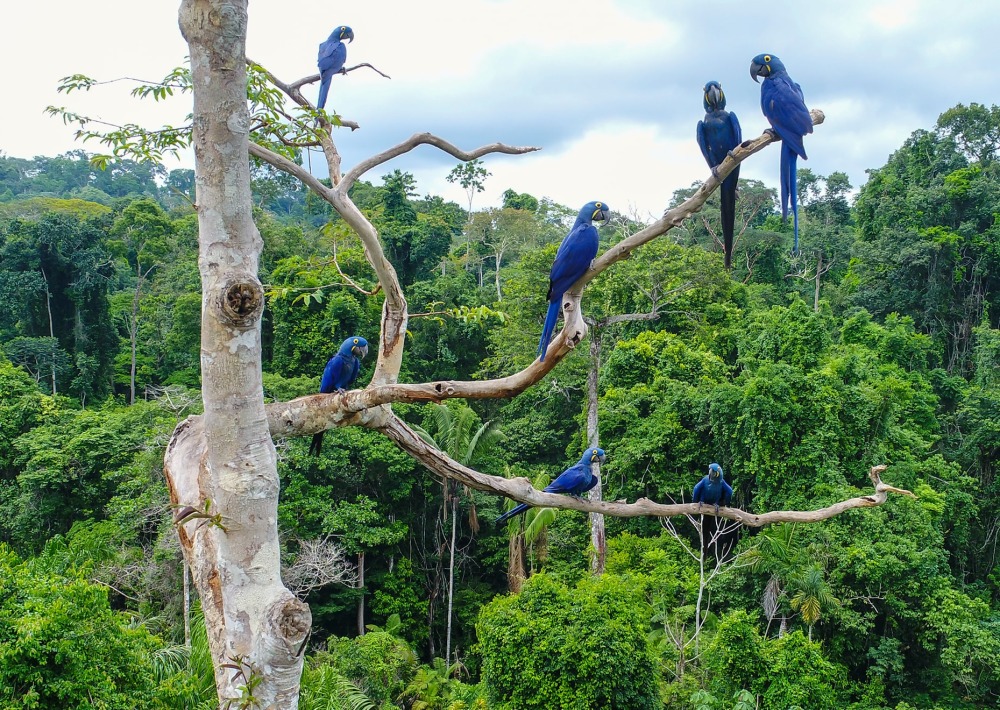 Hyacinth Macaws in the Brazilan Amazon, by Tarcisio Schnaider