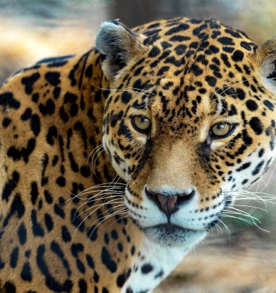 Jaguar, by Sam Rino