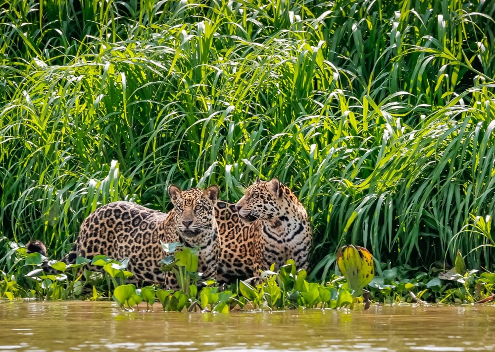 Two Jaguars, by Uwe Bergwitz