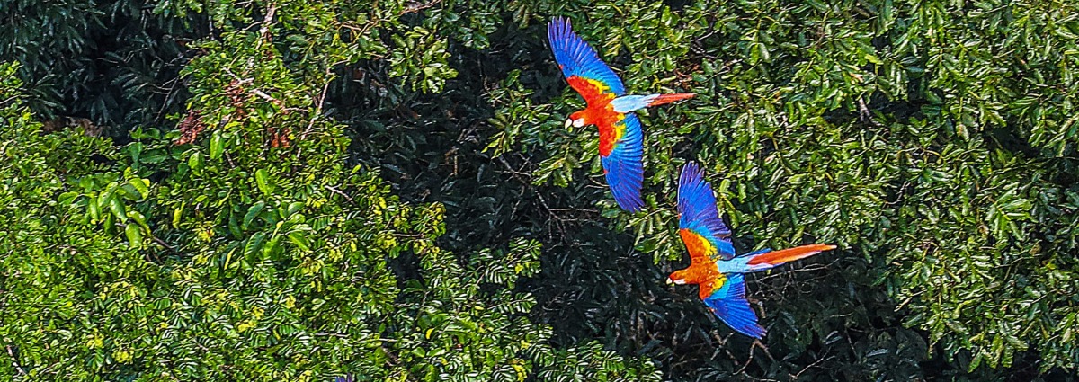 Macaws fly over the Brazilian Amazon Rainforest, by Ricardo Stuckert
