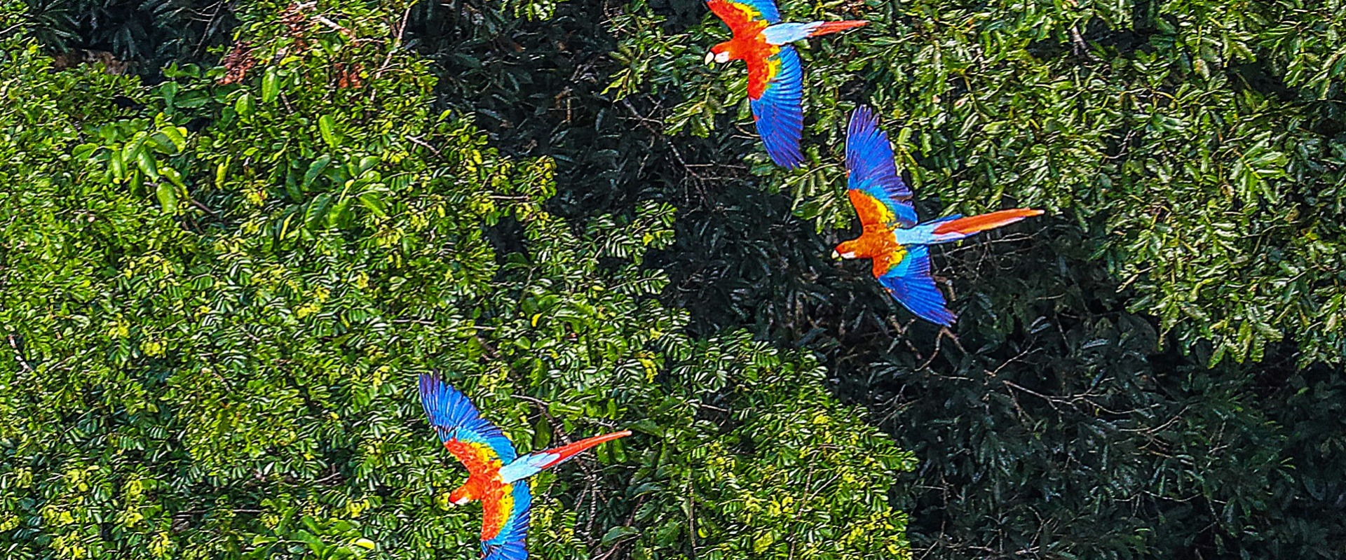 Macaws fly over the Brazilian Amazon Rainforest, by Ricardo Stuckert