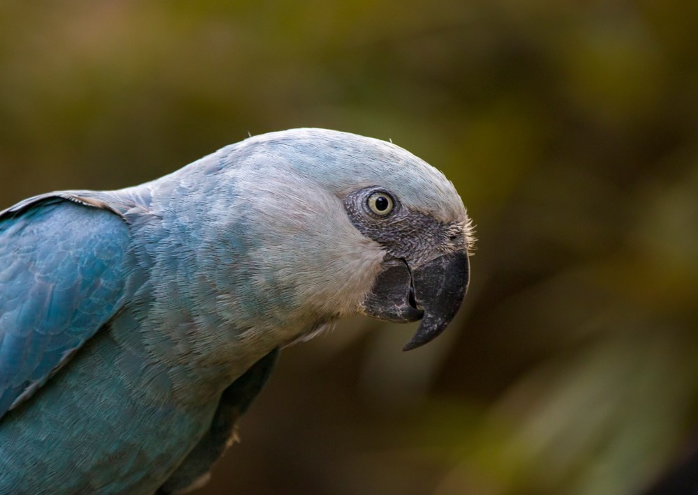 The Spix's Macaw, by Danny Ye