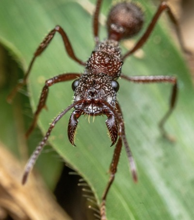Bullet Ant