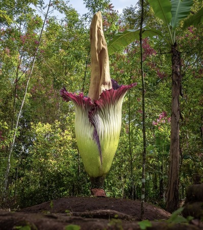 The Giant Corpse Flower