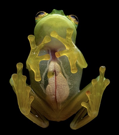 Glass Frog