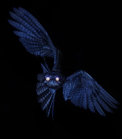 The Potoo