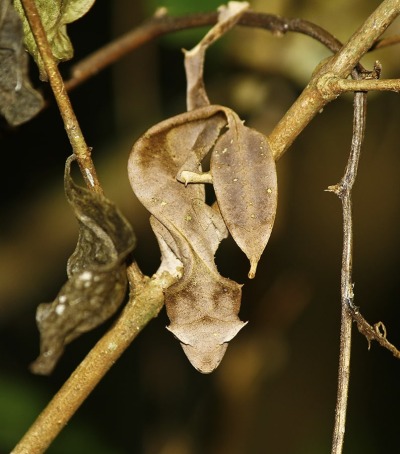 Satanic Leaf-tailed Gecko