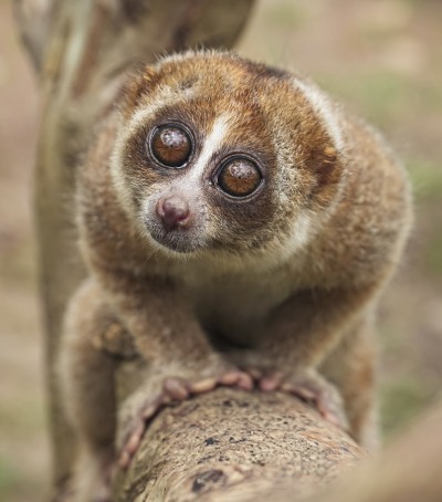 Slow Loris