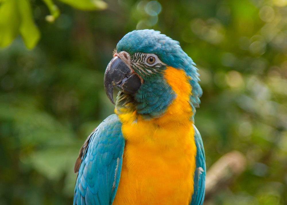 The Critically Endangered Blue-throated Macaw. Wild birds are taken for the pet trade.