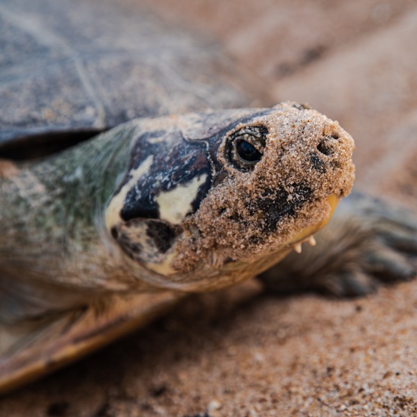 Giant American Turtle