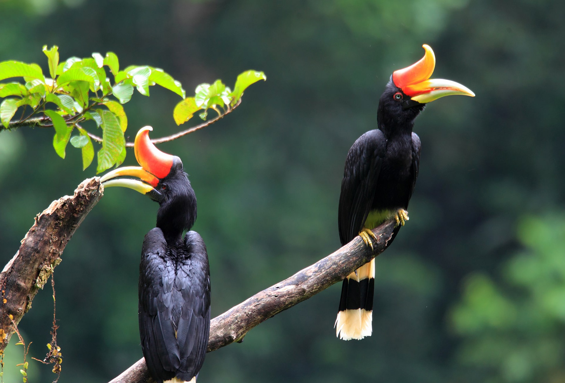 Rhinoceros Hornbill, by Feather Collector