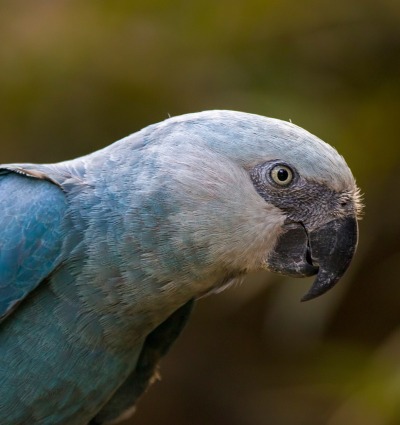The Spix's Macaw, by Danny Ye