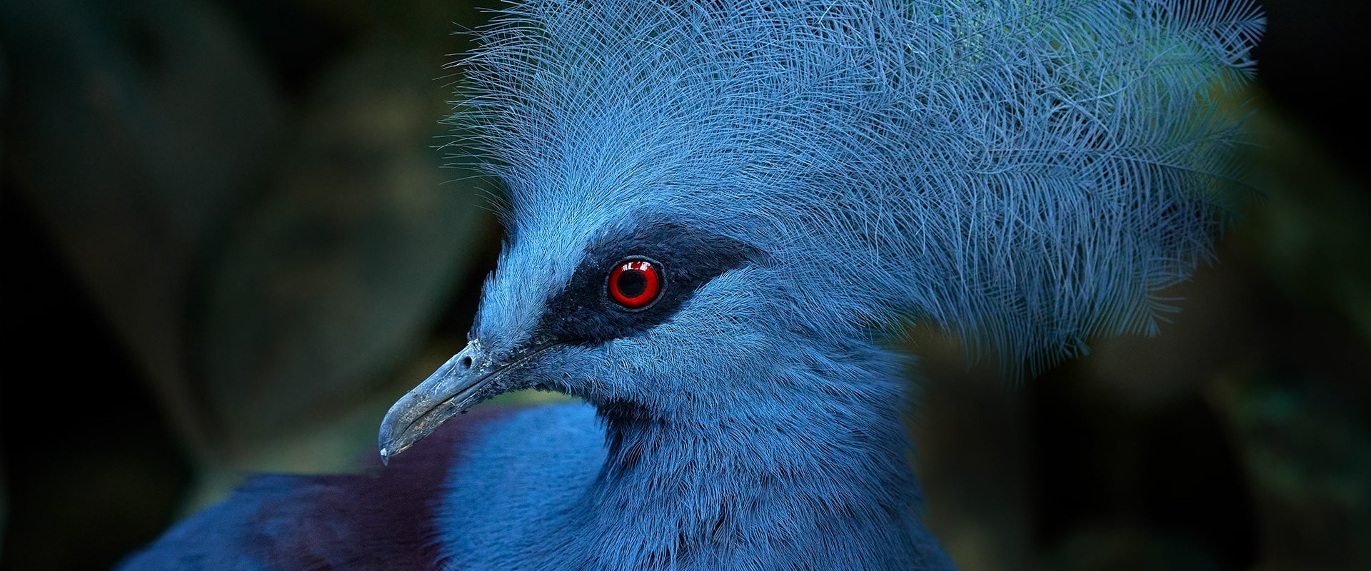 Western Crowned Pigeon, by Ondrej Prosicky