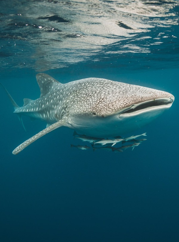 Whale Shark, by Aaronejbull87