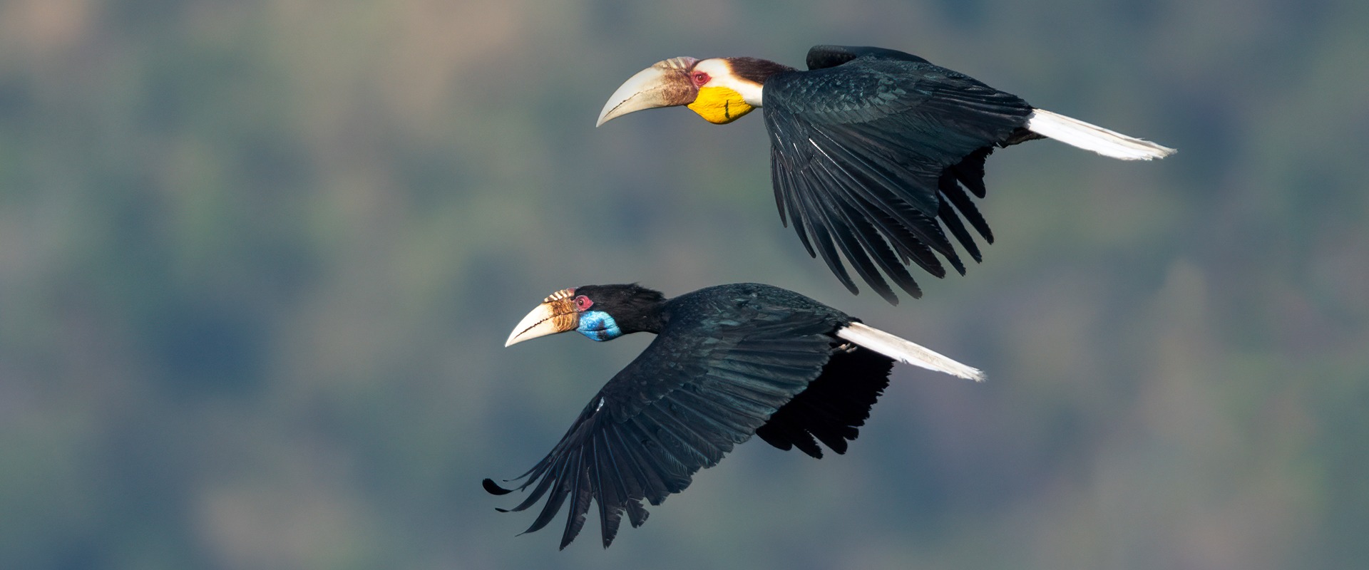 Male and female Wreathed Hornbills, by Independent Birds