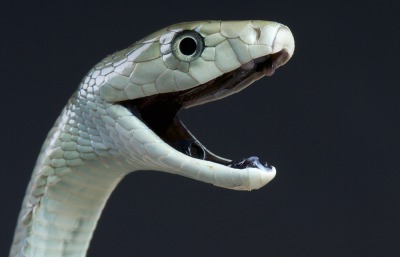 Black Mamba, by reptiles4all