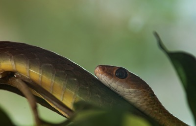 Boomslang Snake, by Bangmunce