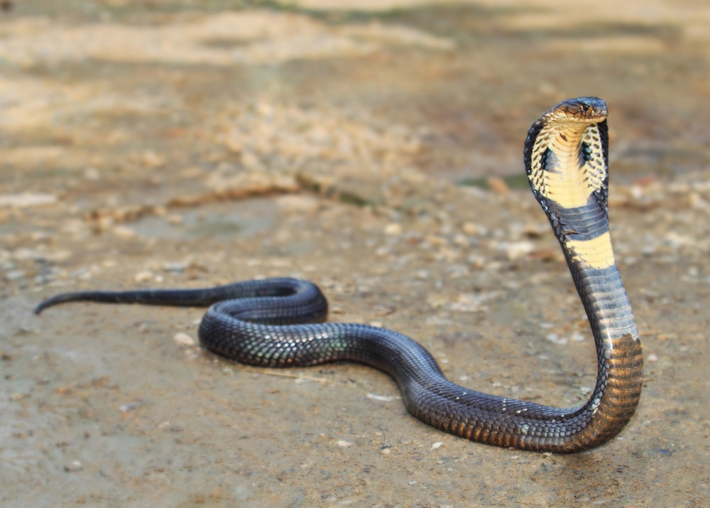 King Cobra, by Skynavin