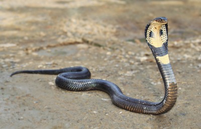 King Cobra, by Skynavin