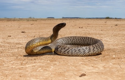 Inland Taipan, by Ken Griffiths