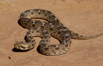 Saw-scaled Viper-by Luis Montero de Espinosa