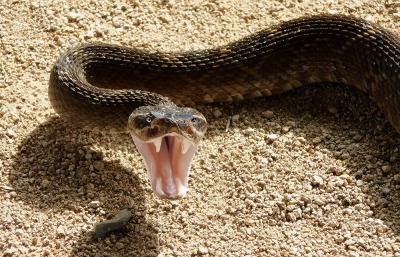 Tiger Snake, by Vladimir Turkenich