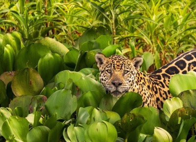 Jaguar, by Fabianomr