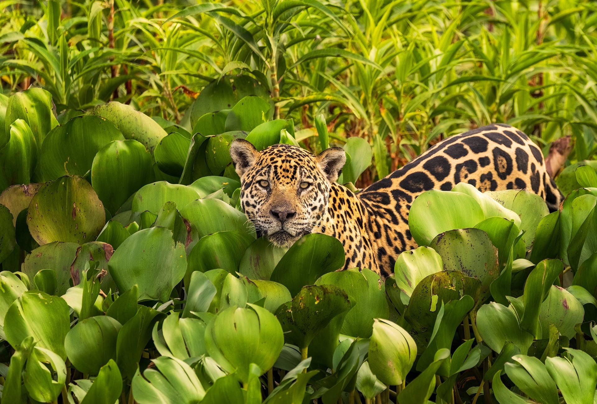 Jaguar in the Pantanal, by Fabianomr