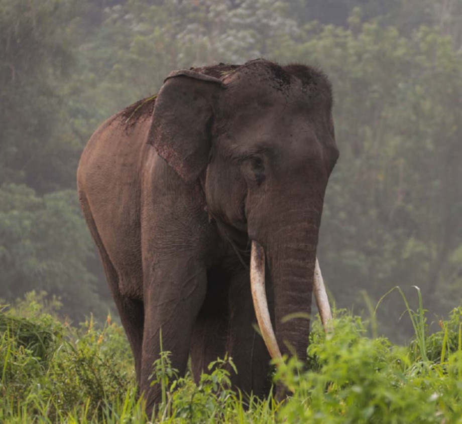 Asian Elephant