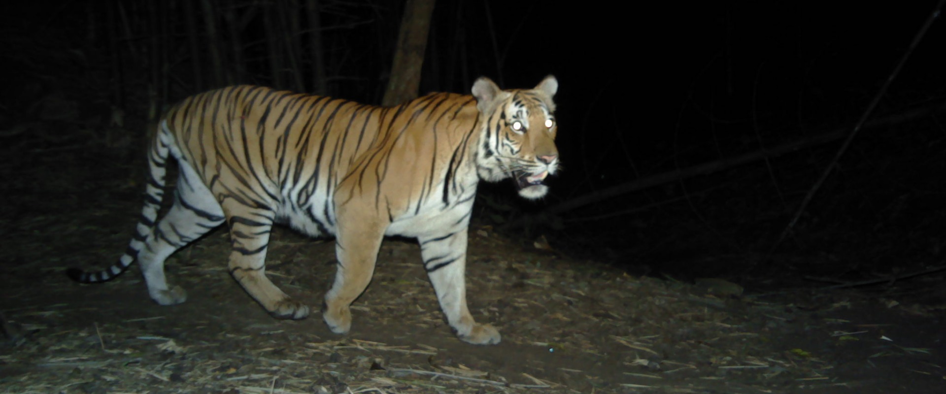 Indochinese Tiger caught on camera trap, courtesy of partner, Panthera